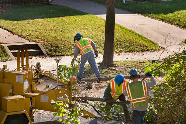 Tree and Shrub Care in Connerton, FL