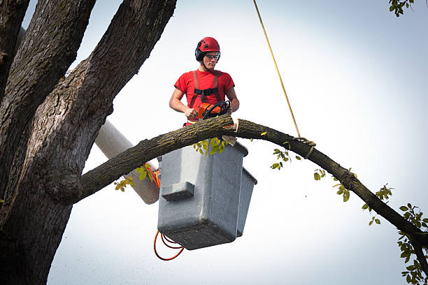 Connerton, FL Tree Services Company